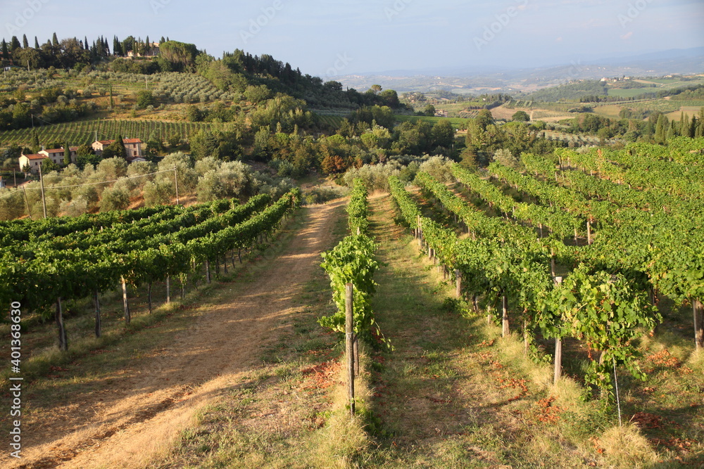Vineyards near San Gimignano - Italy