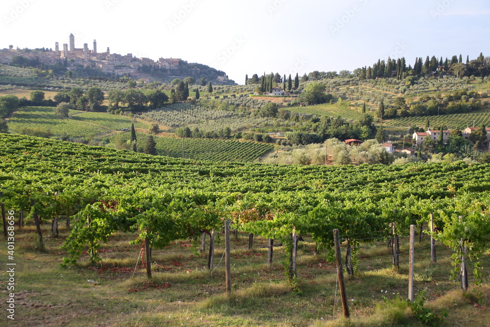 Vineyards San Gimignano - Italy