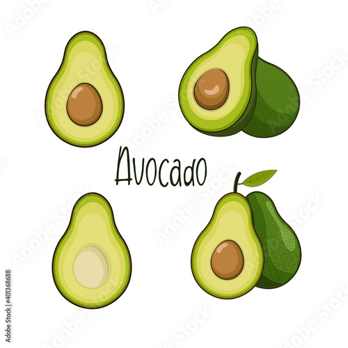 isolated avocado fruit vector, avocado illustration cartoon style