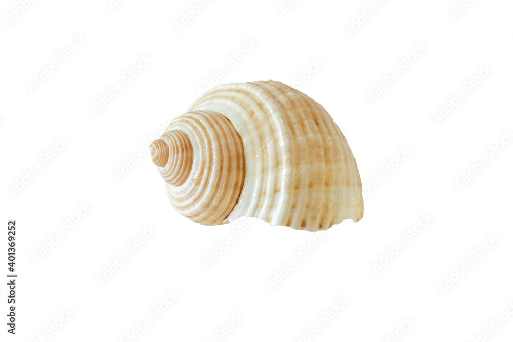 Sea shell front and back isolated on white background. Sea shell front and back isolated on white background.