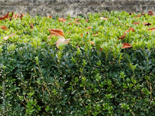 (Buxus sempervirens 'suffruticosa') Buchsbäume oder Einfassungs-Buchsbaum als Zierpflanzen in einem Garten photo