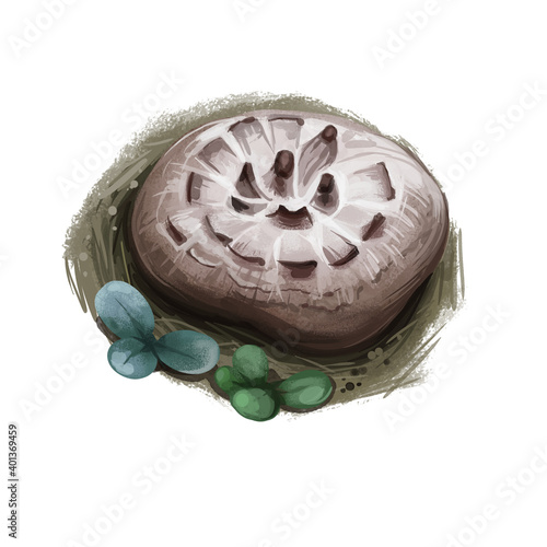 Sarcodon imbricatus, shingled or scaly hedgehog mushroom closeup digital art illustration. Boletus has brownish cap with large brown scales. Mushrooming season, plant growing in woods and forest photo