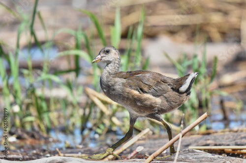 Wallpaper Mural Young moorhen foraging for food Torontodigital.ca