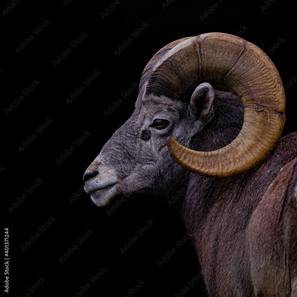 big hoorn sheep - mouflon big hoorn sheep - mouflon