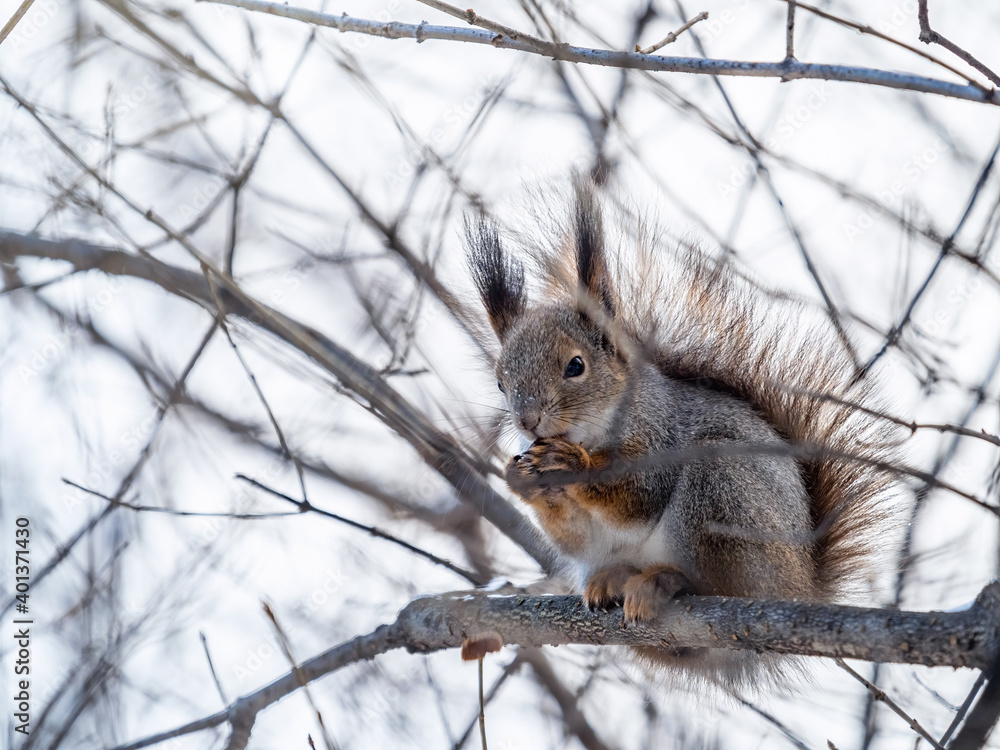 The squirrel with nut sits on tree in the winter or late autumn The squirrel with nut sits on tree in the winter or late autumn
