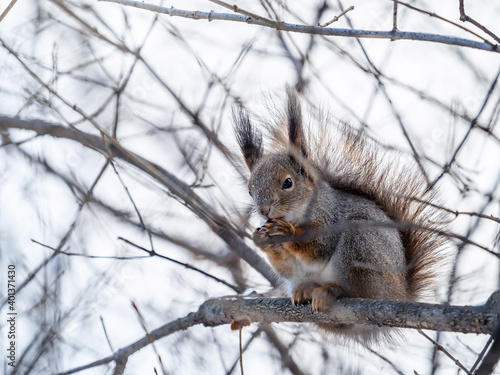 The squirrel with nut sits on tree in the winter or late autumn