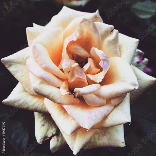 an unforgettable rose in the garden