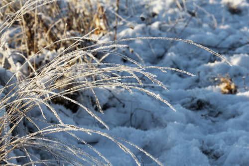 Nature winter background. Winter landscape. Grass covered with frost and snow drifts close-up. Beautiful view of the winter nature. Frost macro photo.Frozen grass. © Repli-Kate