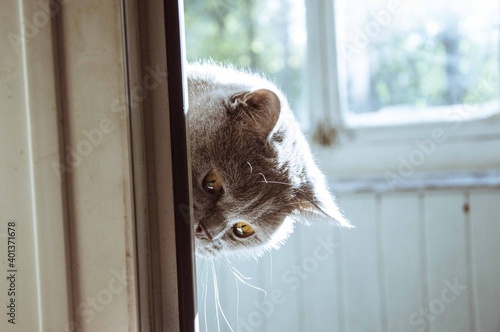 a cat who likes to watch everything