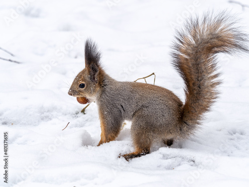The squirrel sits on white snow with nut in winter. © Dmitrii Potashkin