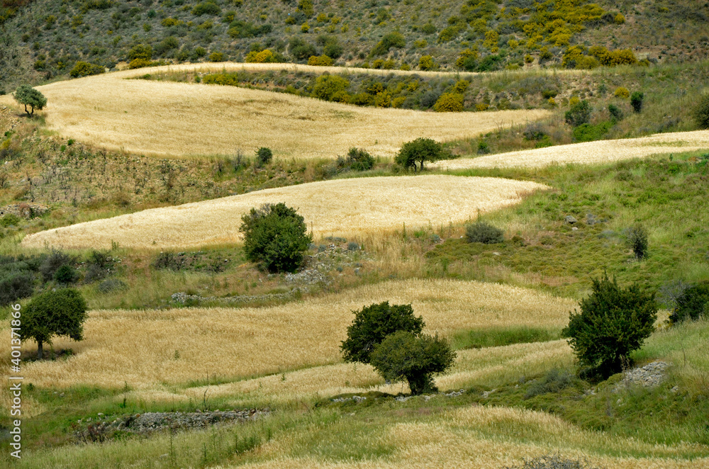 Olive Trees and difficult Farming in the Akamas Paphos Cyprus