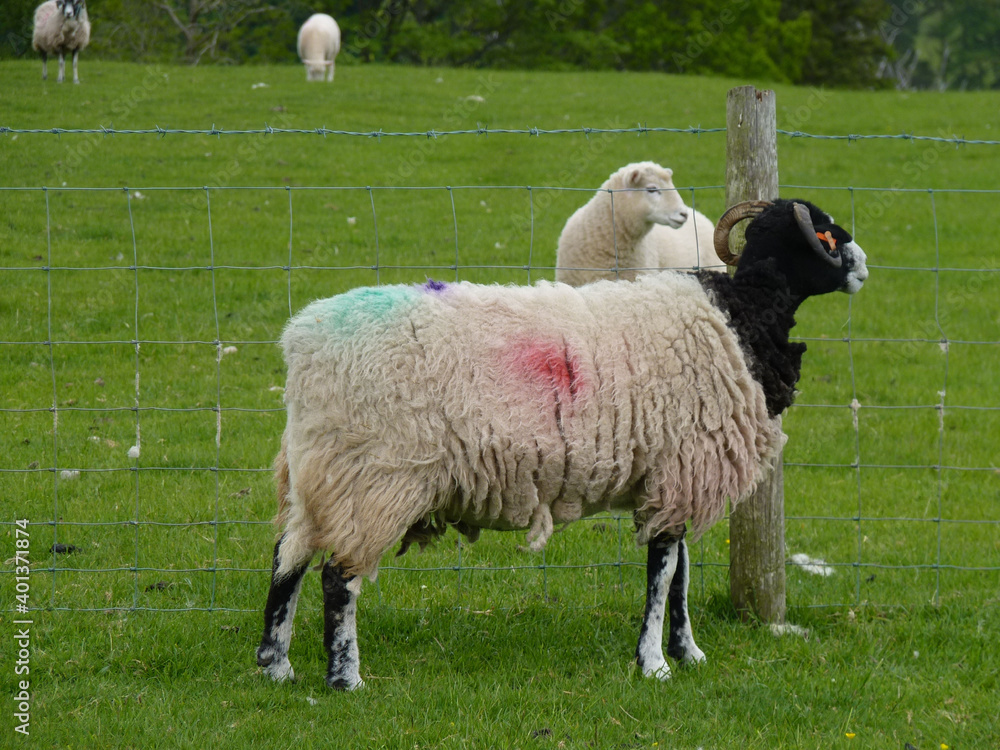 Naklejka premium Wolliges weißes Schaf mit schwarzem Kopf auf Weide. Das Schaf hat rote und grüne farbliche Markierungen auf dem Fell.
