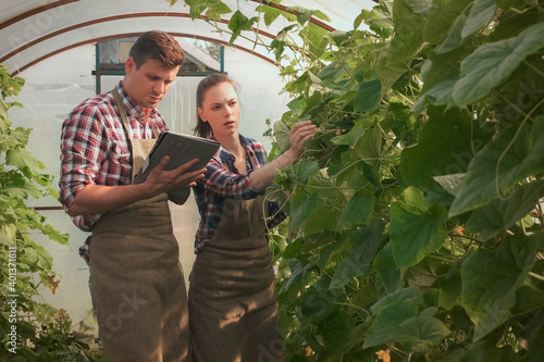 Agronomists woman and man conducts inspection of growing cucumbers in greenhouse and put indicators in tablet. Agribusiness concept. Control of technology of cultivation agricultural plants.