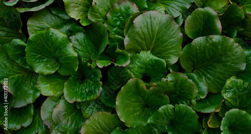 Photos Full frame of green bergenia cordifolia or elephants ears foliage