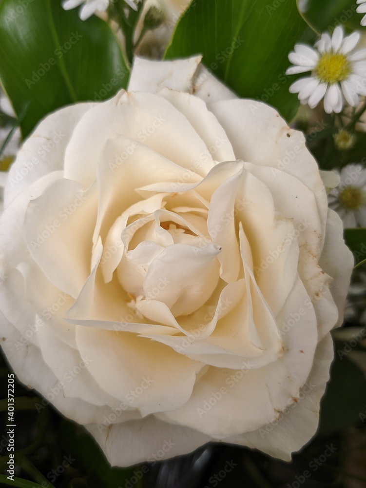 white rose closeup white rose closeup