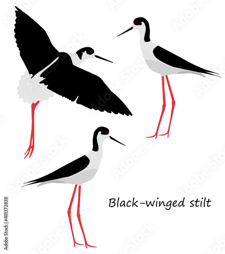 Black-winged stilt on white background. Vector illustration