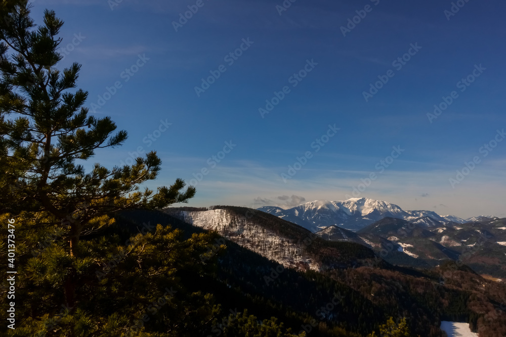 pinetree and mountains with snow while hiking in the spring
