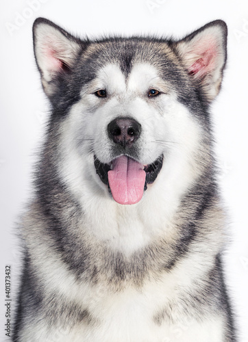 Fototapeta Naklejka Na Ścianę i Meble -  Malamute dog muzzle on white background