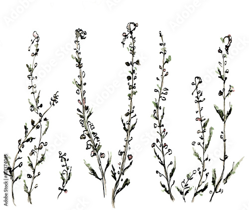  Watercolor illustration of heather with a muted color, black-and-white sketch made by hand. Elegant dried flowers on a white background.