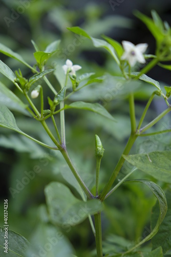 Closeup of green chili plant in the garden.