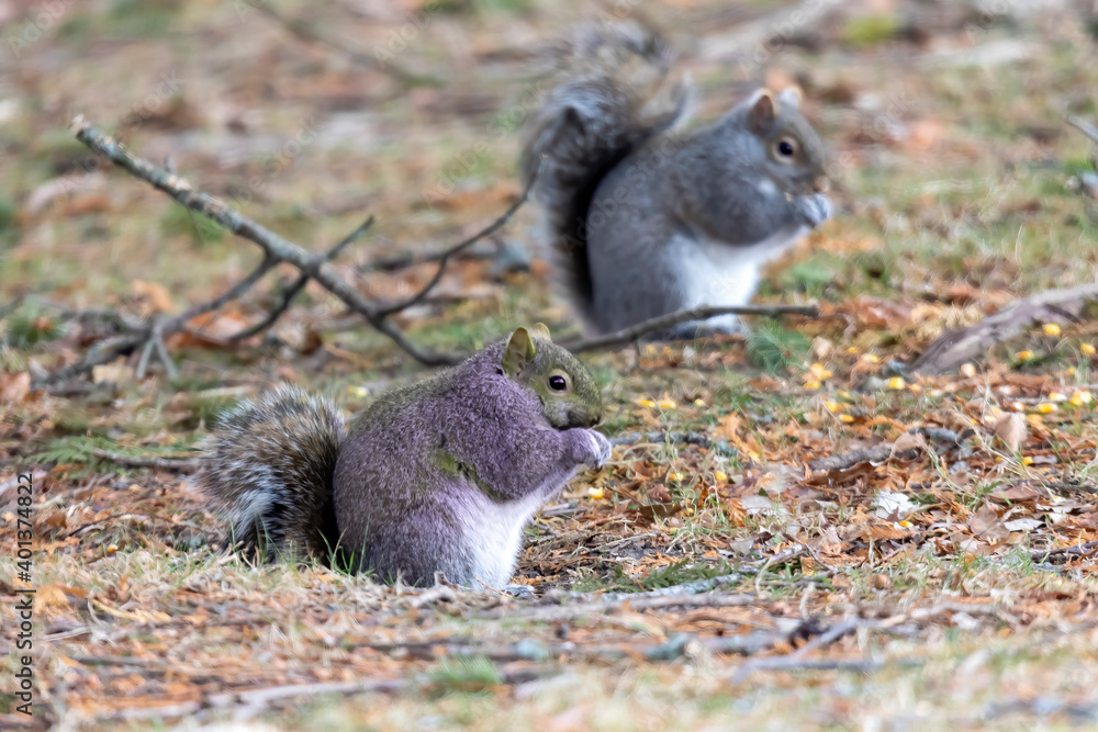 Eastern gray squirrel, native animal to eastern North America. Eastern gray squirrel, native animal to eastern North America.