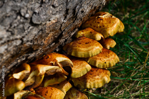 Macro view on Armillaria ostoya mushrooms growing in the wood in forest