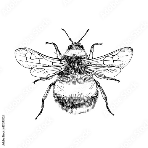 Hand drawn bumblebee isolated on white background