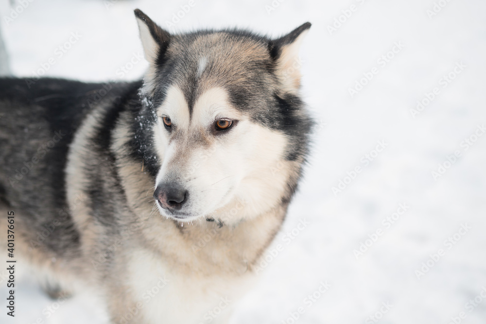 Alaskan malamute in winter forest. close up portrait. side view. Alaskan malamute in winter forest. close up portrait. side view.