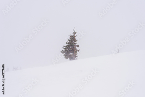 Green spruce on a snow-covered mountainside. Windy weather.