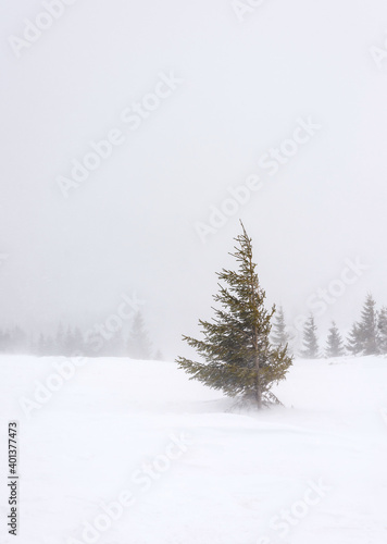 Green spruce on a snow-covered mountainside. © Oleksiy