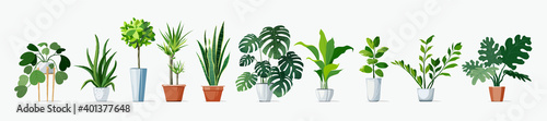 Home Plants set, in pots. Exotic Monstera and other decoration green planting