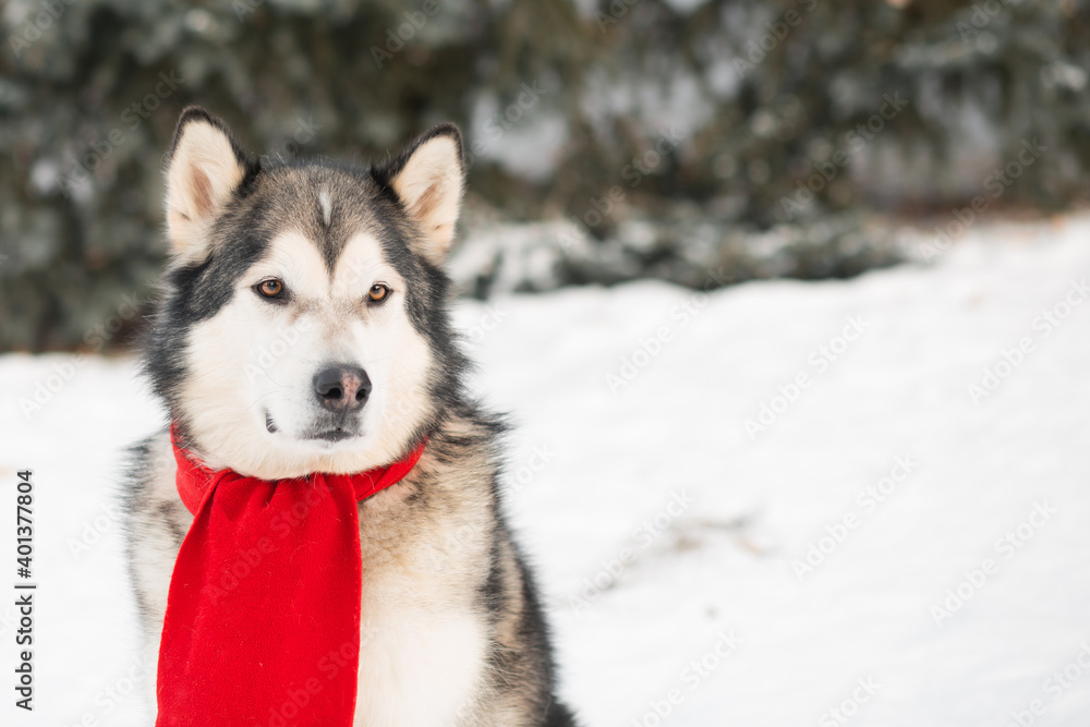 Sitting alaskan malamute in red scarf in winter forest. Close up. Sitting alaskan malamute in red scarf in winter forest. Close up.