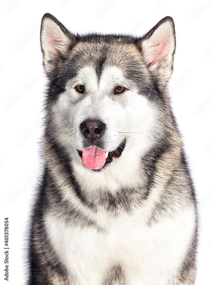 dog malamute on a white background