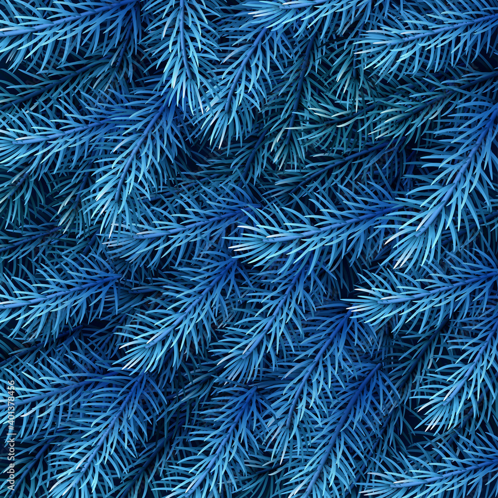 Blue spruce branches background.