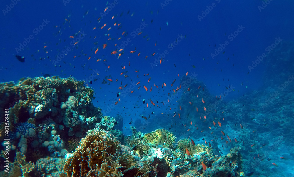 Naklejka premium Tropical coral reef. Ecosystem and environment. Egypt. Near Sharm El Sheikh