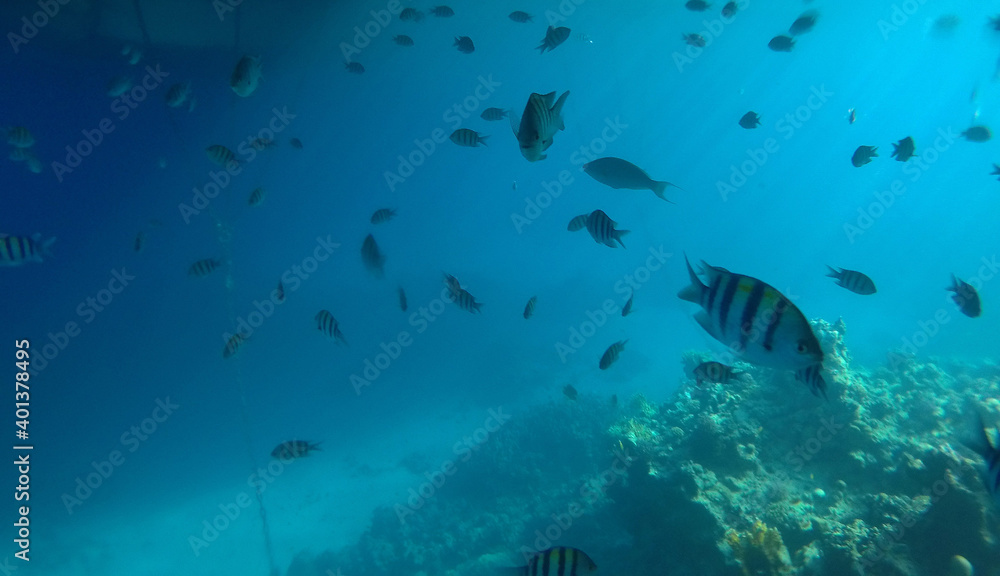 Fototapeta premium Tropical coral reef. Ecosystem and environment. Egypt. Near Sharm El Sheikh