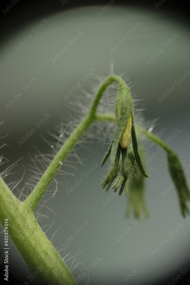 Closeup of tomato flower in the garden. Closeup of tomato flower in the garden.