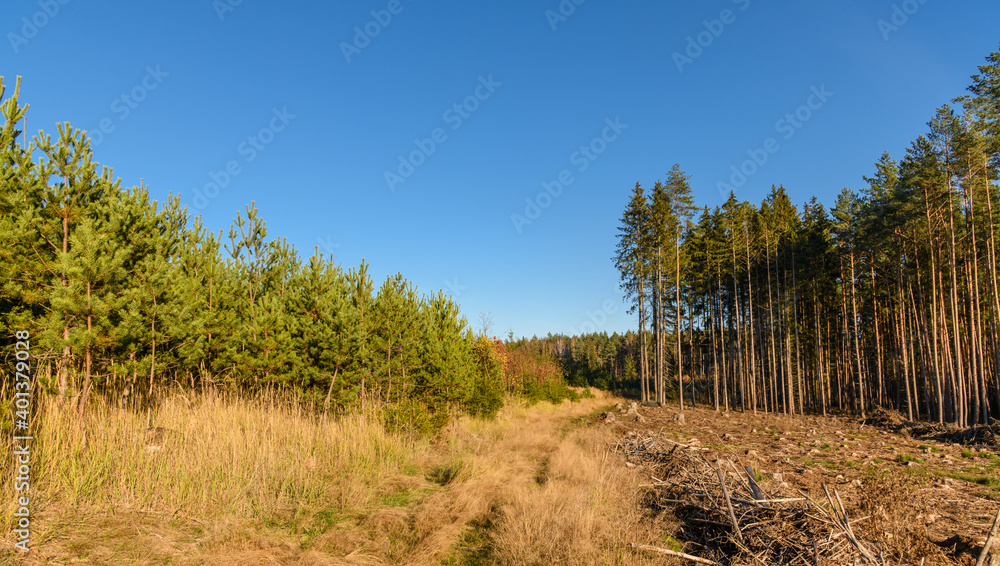 grass overgrown pathway between young forest old forest and a clearing grass overgrown pathway between young forest old forest and a clearing