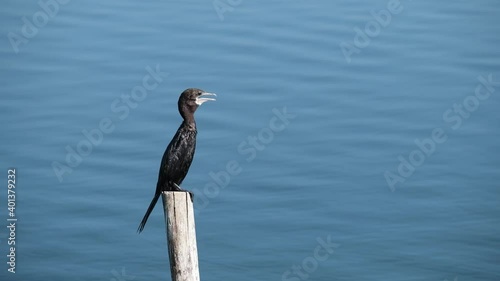 The little cormorant (Microcarbo niger) is singing on the wooden pole. (close up shot)
