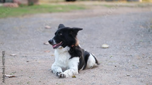 border collie dog