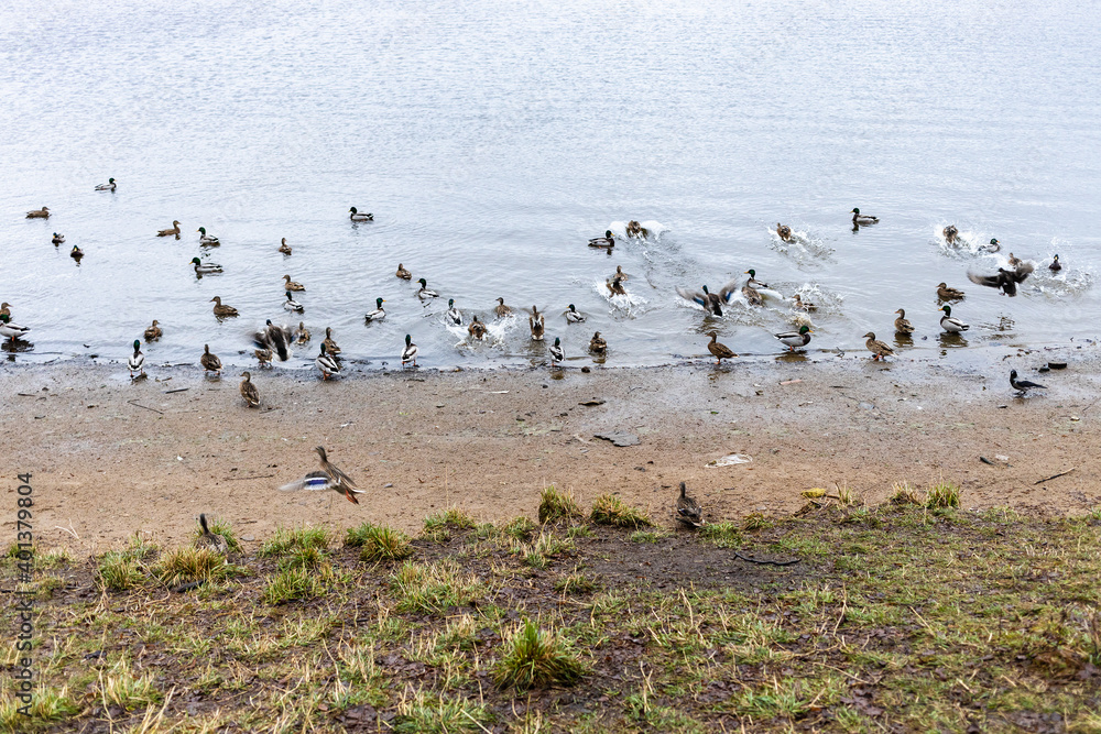 flock of ducks on urban beach on autumn day (Kotovsky Bay on Moscow Canal of Klyazminskoye Reservoir in Dolgoprudny town of Moscow region of Russia)