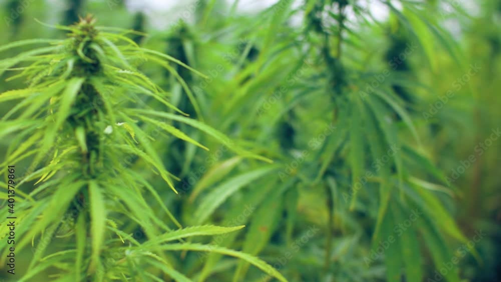 Growing Cannabis Indica , side view, green cultivation Ganja, CBD oil , Marijuana vegetation plants, Hemp leaves.
Panoramic shot to the right with focus change. Growing Cannabis Indica , side view, green cultivation Ganja, CBD oil , Marijuana vegetation plants, Hemp leaves.
Panoramic shot to the right with focus change.