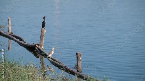 little cormorant and Javan pond heron on a branch and Asian water monitor in the water