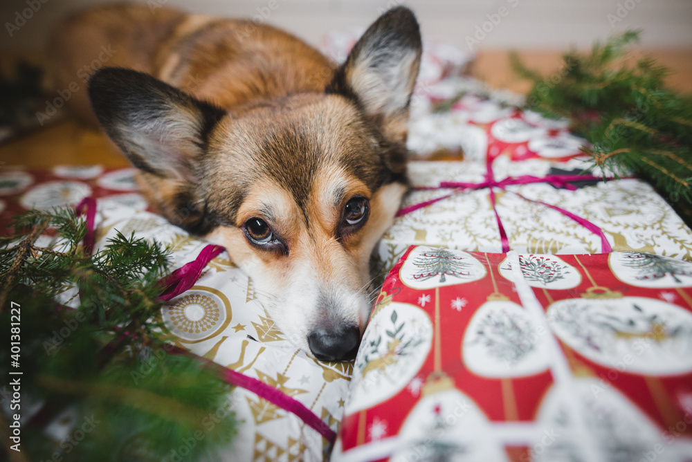 welsh corgi pembroke dog and Christmas presents welsh corgi pembroke dog and Christmas presents