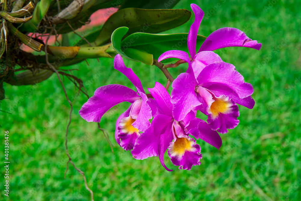 Cattleya gaskelliana is a labiate Cattleya species of orchid