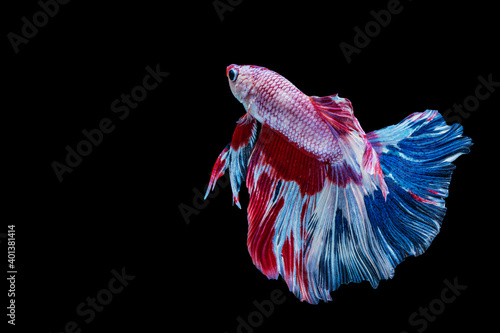 Rhythmic of betta splendens fighting fish over isolated black background. The moving moment beautiful of white, blue and red siamese betta fish with copy space.