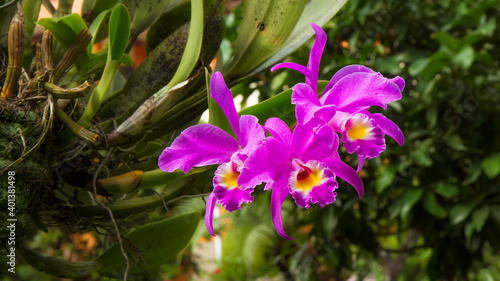 Cattleya gaskelliana is a labiate Cattleya species of orchid. Guarianthe is a colorful purple flowers. Costa Rican national flower. Guaria morada photo