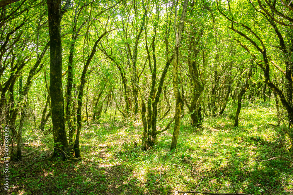Naklejka premium Beautiful Forest view in Sataplia nature reserve. Caucasus fauna and flora concept