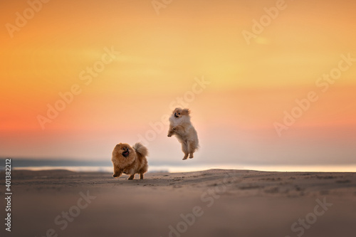 Photography two happy pomeranian spitz dogs playing together on the beach at sunset