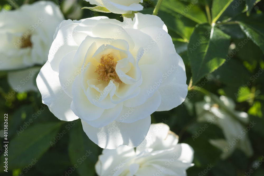 華麗に咲く薔薇 華麗に咲く薔薇